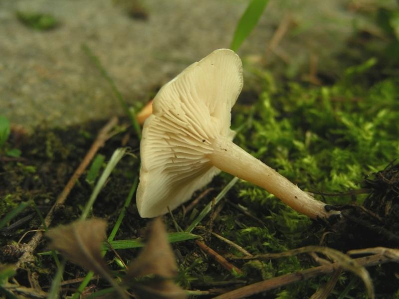 Clitocybe da determinare (cfr. Clitocybe phyllophila)